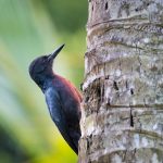 Guadeloupe woodpecker