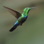 Colibrì verdi di Falle