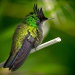 Crested Hummingbirds