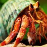 hermit crab