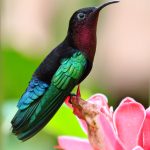 Hummingbirds Madeira