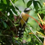 Cuckoo Manioc